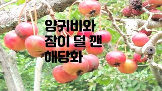 양귀비와 잠이 덜 깬 해당화- 꽃사과