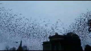 Amazing Starlings in Deutschland , Riesiger Vogelschwarm in Wiesbaden seltsames Spektakel