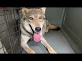 ニヴルが変な所で赤ちゃんを産もうとしています【お産直前】wolf dog