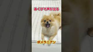 我が家のポメは可愛い鳴き声付きのあくびをします！#shorts #pomeranian #dog