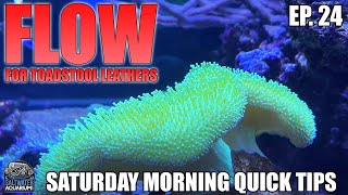 Creating FLOW For Toadstool Leathers In Your Saltwater Aquarium - Saturday Morning Quick Tip