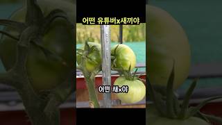 토마토 재배 신기술