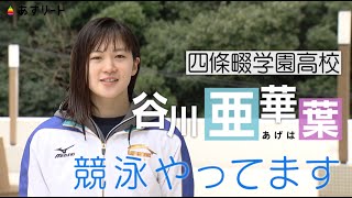 【競泳/個人メドレー】＃336 谷川亜華葉（あげは）イトマン/四條畷学園高校【あすリートチャンネル】