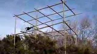 Gibbon Brachiating