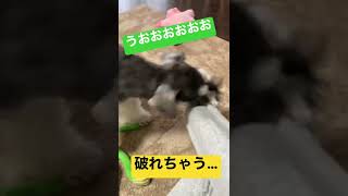 【違う…】おもちゃじゃないよ 。#shorts