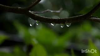 Photographed The Droplets Of Rainwater On The Leaves And Water Spring In The Jungle