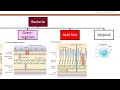 Clinical Microbiology and Susceptibility Testing Objective 1