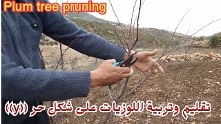 إحترف طريقة تقليم وتربية اللوزيات على شكل حرف ((y))...Plum tree pruning...#قناة_الظهرة_الفلاحية