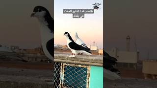 طير حمام لاهور و شيرازي اسود