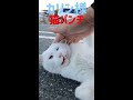 港のボス猫カリン様‼️強烈猫パンチ ferocious cat shorts