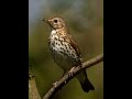 richiamo del tordo bottaccio song thrush