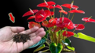 Do This Quickly! Weak Anthurium Grows Countless Roots And Flower Branches!