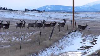 Wild Deer Jumping Fence or Not