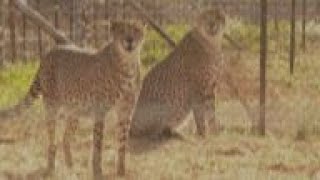 SAfrican cheetahs to go to India, Mozambique