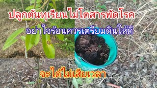 ปลูกทุเรียนขาดความรู้ต้นไม่โตสารพัดโรค#แก้ต้นทุเรียนไม่โต