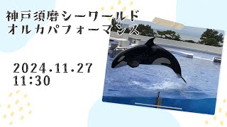 神戸須磨シーワールド　オルカパフォーマンス　2024.11.27 11:30