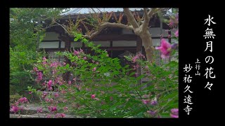 妙祐久遠寺　水無月の花