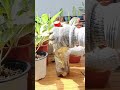 subukan nyo to sa mga aglaonema cuttings 1 2 month s magkakaroon na sila ng mga ugat plantingtips