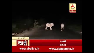 Pride of lions spotted in Surendranagar village