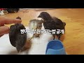 이제 주인을 괴롭힌닭 l i became friends with a chicken chick 도토리맨