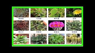 多肉植物大全！這裡有200種多肉等你來養！