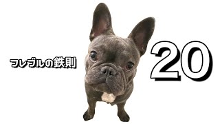 もし僕がこれからフレブルを飼うなら準備しておく事【２０選】