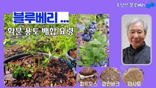 블루베리... 화분 용토 배합 요령