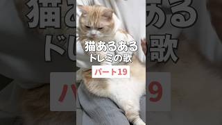 #cat #猫 #猫動画 #ねこ #かわいい猫 #面白い猫 #猫あるある