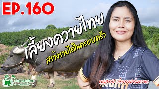 เลี้ยงควายไทย สร้างรายได้ในครอบครัว  l  เกษตรกรไทย สร้างรายได้ Ep160