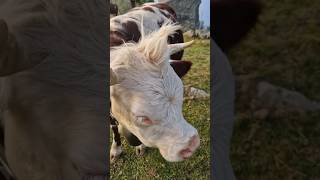 the world's funniest Simmental cow with the silliest hairdo #cows #farmers #milk #farming #calf#bull