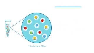 How it Works | Chromium Genome & Exome Solutions