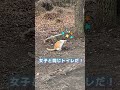 「新入り」の恋は止められないww 野良猫 straycat