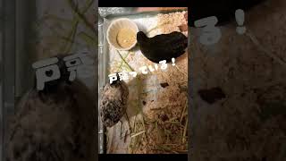 古い餌は食べないヒメウズラ #癒し #ひめうずら #ひめうずら研究室 #ペット #ペット動画 #鳥 #animal #bird #cute #chicken