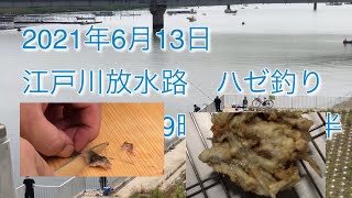 2021年6月13日江戸川放水路ハゼ釣って食べる【釣り中動画撮れてません】Gpro届いたら次回は撮ります