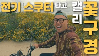 전기 스쿠터 타고 캘리포니아 꽃구경 - Segway #C80 #전기자전거 #세그웨이