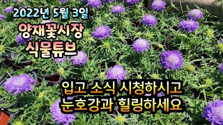 양재꽃시장 식물튜브 [2022년 5월 3일 입고소식 시청하시면서 눈호강과 힐링 하시길 바래요~~  ]   #양재꽃시장 #식물튜브 #월동 #관엽 #식물아빠