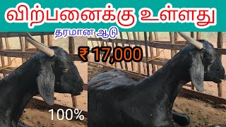 தரமான ஆடு விற்பனைக்கு உள்ளது கிராமத்து ஆடு ஒரிஜினல் நாட்டு ஆடு call. 9894260533