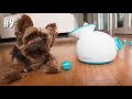 Top 10 Amazing Gadgets for Dogs on Amazon
