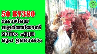 Expecting monthly income from 50 BV380 chickens|50 BV 380 കോഴിയിൽ നിന്നും മാസം എത്ര രൂപ ഉണ്ടാകാം.