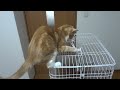 紐で大惨事になった猫　 the cat blunders with rope