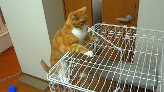 紐で大惨事になった猫　- the cat blunders with rope -