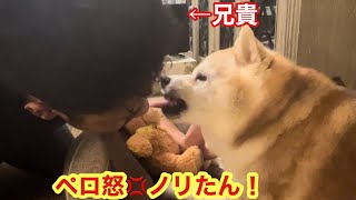 柴犬貴教！歯ブラシ前に兄貴を味見するノリたん😄