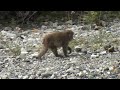 上高地の野生サル