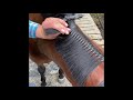 Mane banding tutorial