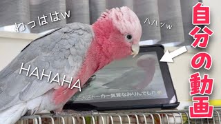 タブレットでオウムに動画を見せたら声を出して爆笑してくれましたw【モモイロインコ】