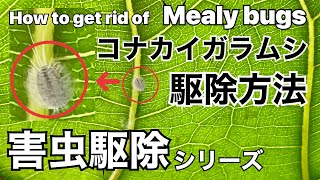 ［害虫駆除］コナカイガラムシの駆除方法 How to get rid of Mealy bugs［ライムポトス］［フィカス・リラータ］［観葉植物］