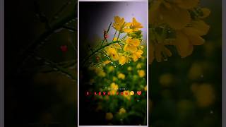 Nature Song Love you🤟😘❤ #flowers  #ytshorts #nature #viral #viralvideo @JasvantEditing1