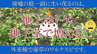 廃墟探訪２９、廃墟の恵みワルナスビ、外来種雑草灰として活用します。