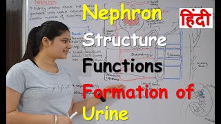 Nephron in Hindi | Structure | Functions | Urine formation | RajNEET Medical Education