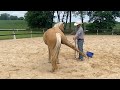 **Even Sedated** SCARED Rescue Horse REFUSES to Let Her Feet be Handled